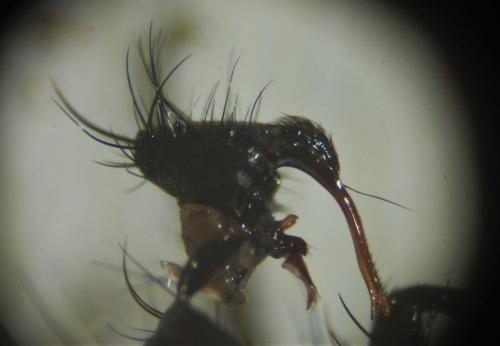 Heterostylodes macrurus
